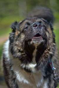 Close-up of dog looking away