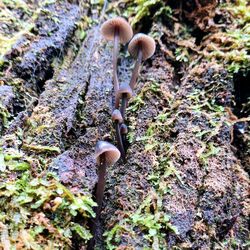 Close-up view of mushroom