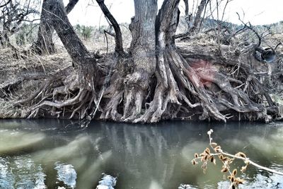 Bare trees in lake