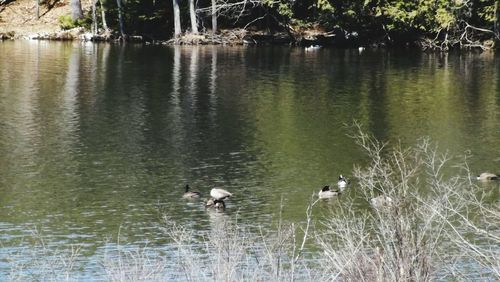 Bird flying over lake