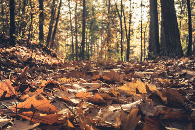 Close-up of fallen autumn leaves in forest