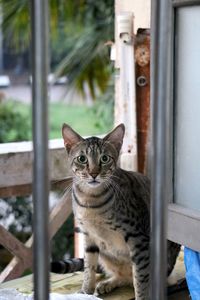 Close-up of cat