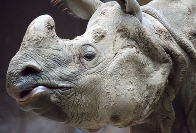 Side view of indian rhinoceros