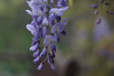 Close-up of purple flowering plant