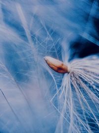 Close-up of white feather on flower