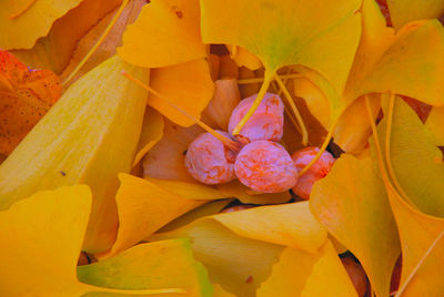 Close-up of yellow flowers