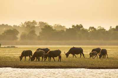 Horses on a field