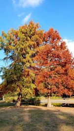 Trees in park during autumn