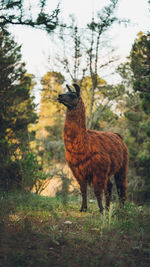 Llama standing in a field