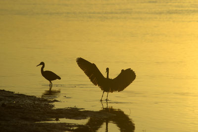 Birds on lake against sky during sunset