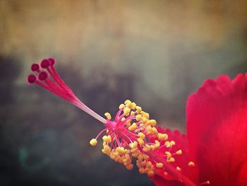 Close-up of pink flower blooming outdoors