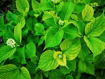 High angle view of green leaves 