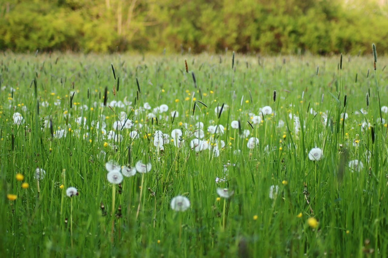 CLOSE-UP OF WHITE FLOWERING FIELD