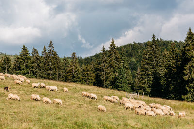 Panoramic view of sheep on field against sky