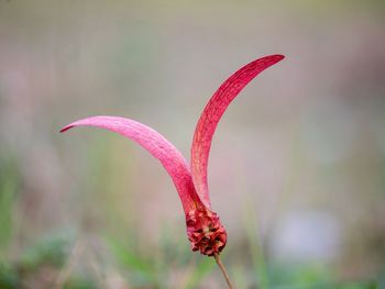 Close-up of red flower bud