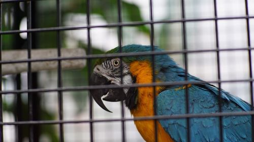 Close-up of parrot in cage