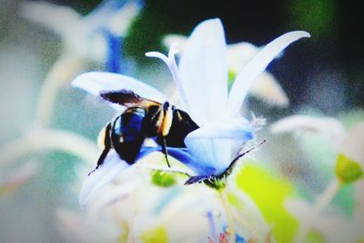 Close-up of butterfly on purple flower