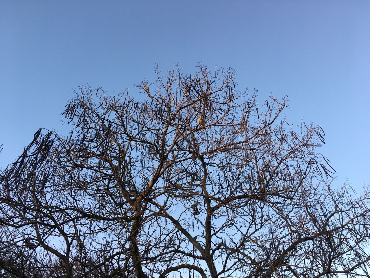 LOW ANGLE VIEW OF SILHOUETTE BARE TREE AGAINST CLEAR SKY