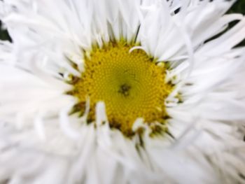 Close-up of sunflower