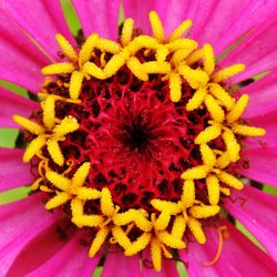 Macro shot of pink flower