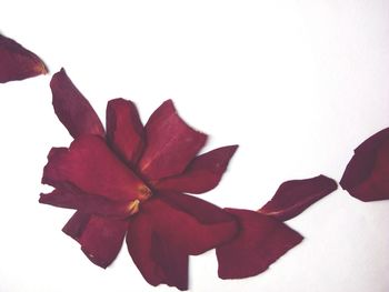Close-up of red flower against white background