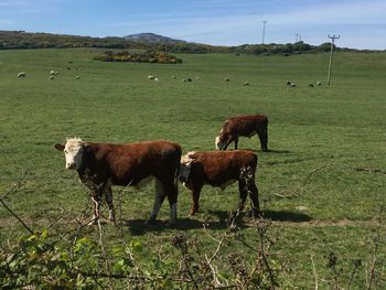 Horses in a field