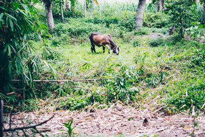 Horse in a forest