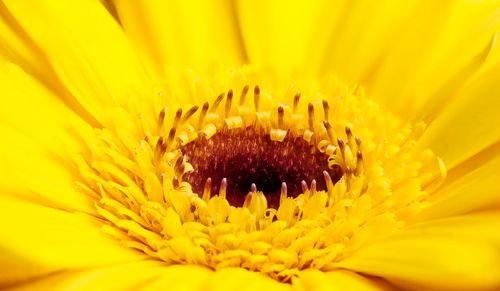 Macro shot of yellow flower