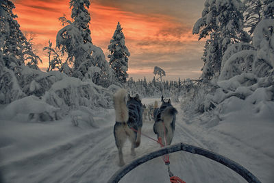 Sled dogs on snow covered road during sunset