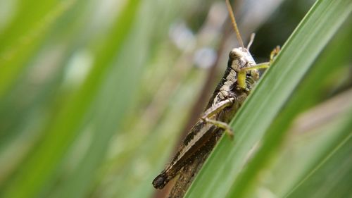 Close-up of insect on leaf