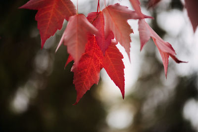 Macro autumn red maple leaf