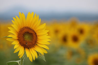 Close-up of sunflower on field