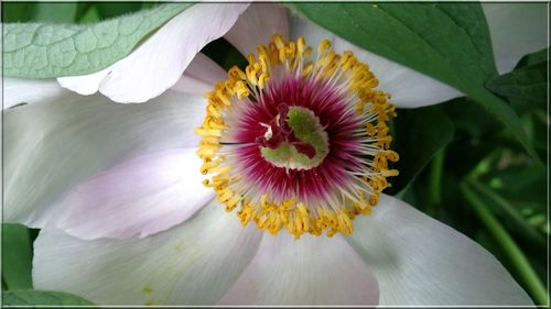 Close-up of white flower blooming outdoors