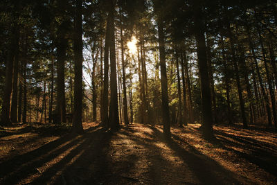 Trees in forest