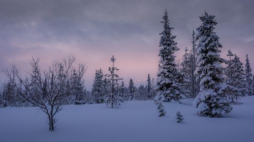 Trees on snow covered field against sky during sunset