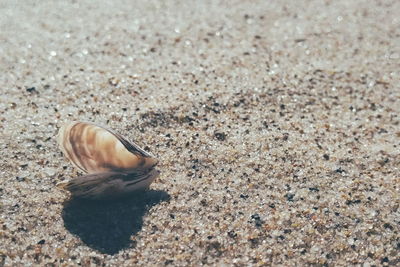 Close-up of crab on sand