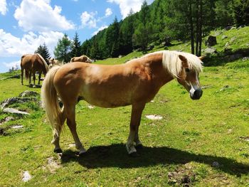 Horses standing on field against trees