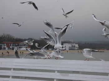 Flock of seagulls flying