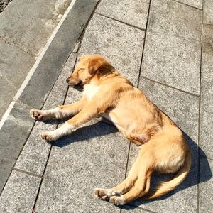 High angle view of dog sleeping on footpath