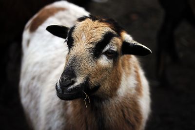 Close-up of a sheep looking away