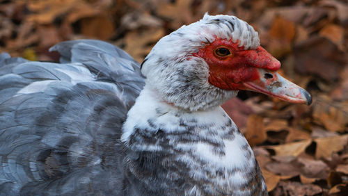 Close-up of a duck