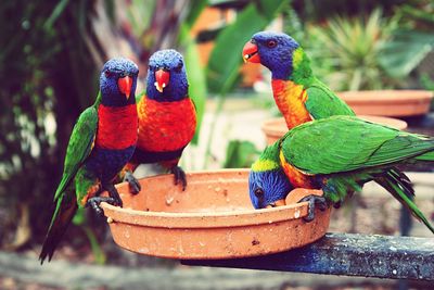 Close-up of macaws perching on bird feeder