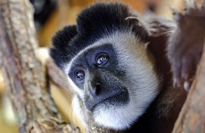 Close-up portrait of monkey