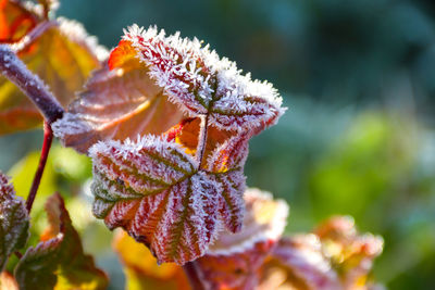 Close-up of snow on plant during winter