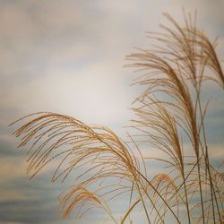 Low angle view of stalks against the sky