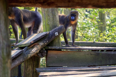 View of two cats on wood