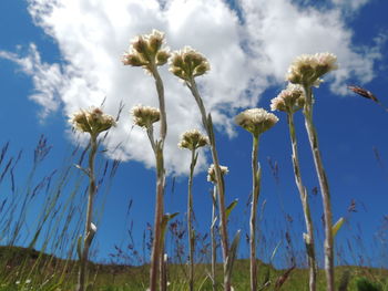 Close-up of flowering plants on field against sky