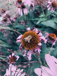 Close-up of butterfly pollinating on flower