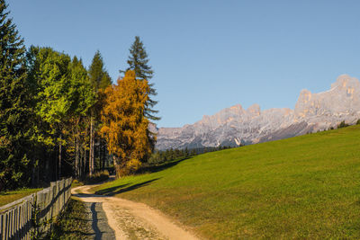 Road amidst trees against clear sky