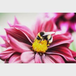 Close-up of bee on pink flower